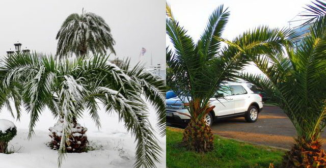 Погода в Батуми в декабре