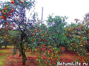 Фото Батуми зимой