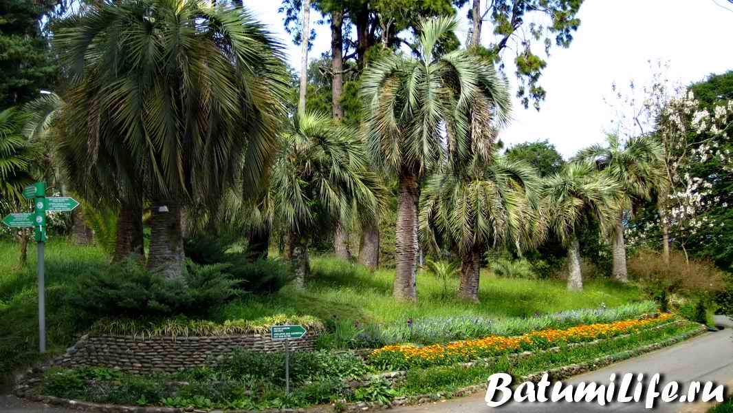 Batumi Botanical Garden