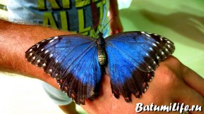 Бабочки в Батуми Грузия