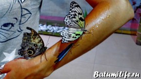 Бабочки в Батуми Грузия