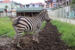 Отдых в Грузии