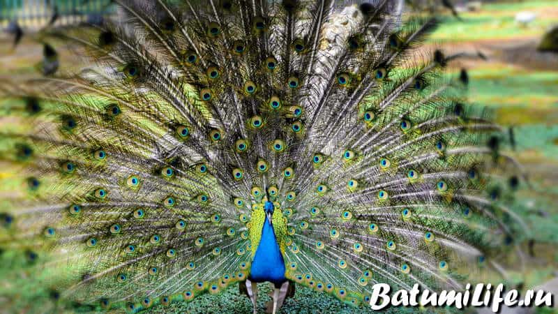 Зооуголок и птичий питомник на бульваре Зооуголок и птичий питомник на бульваре