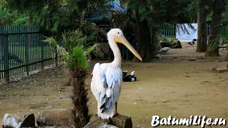 павлины, лебеди и пеликаны в Батуми